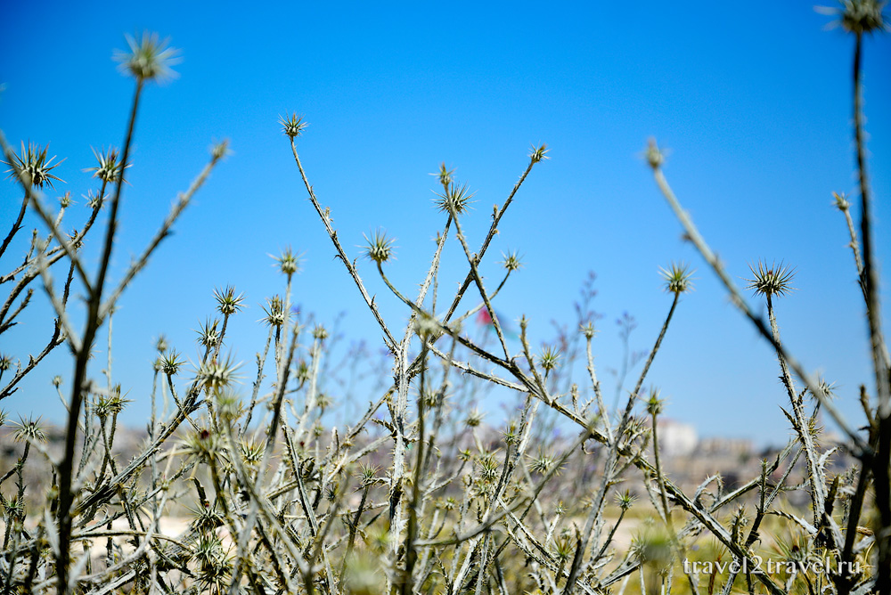 растительность цитадель Аммана Jebel-el-Qalaa